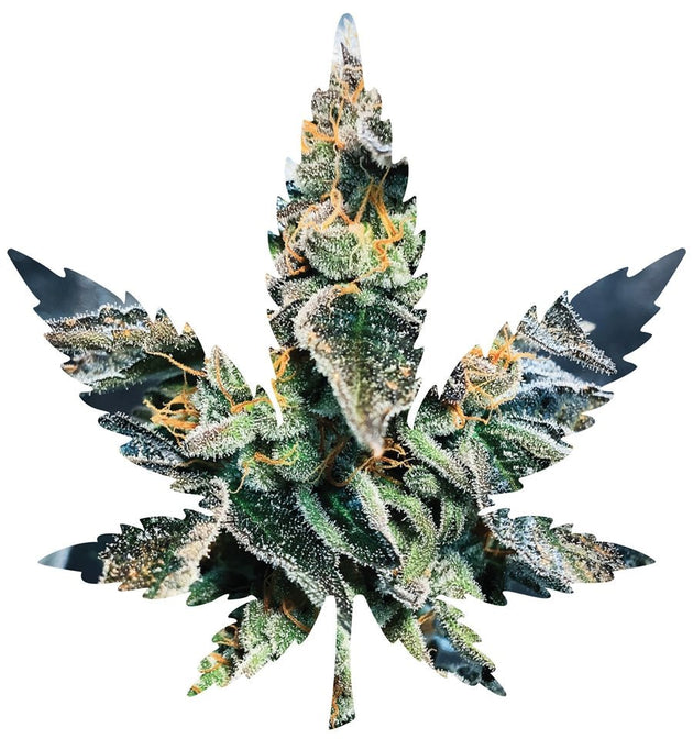 Indica Leaf Shape Puzzle "Gary GNU" - Glasss Station