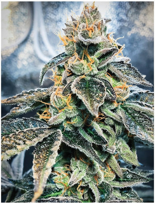 Indica Puzzles “Gary GNU” - Glasss Station