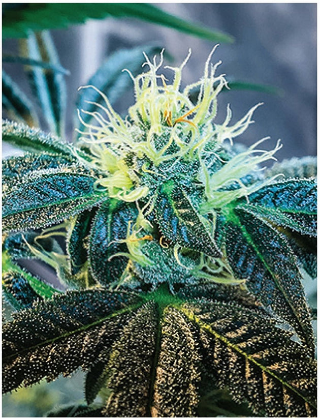 Indica Puzzles “Gary GNU II” - Glasss Station