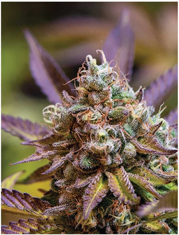 Indica Puzzles “Gelato Cake II" - Glasss Station