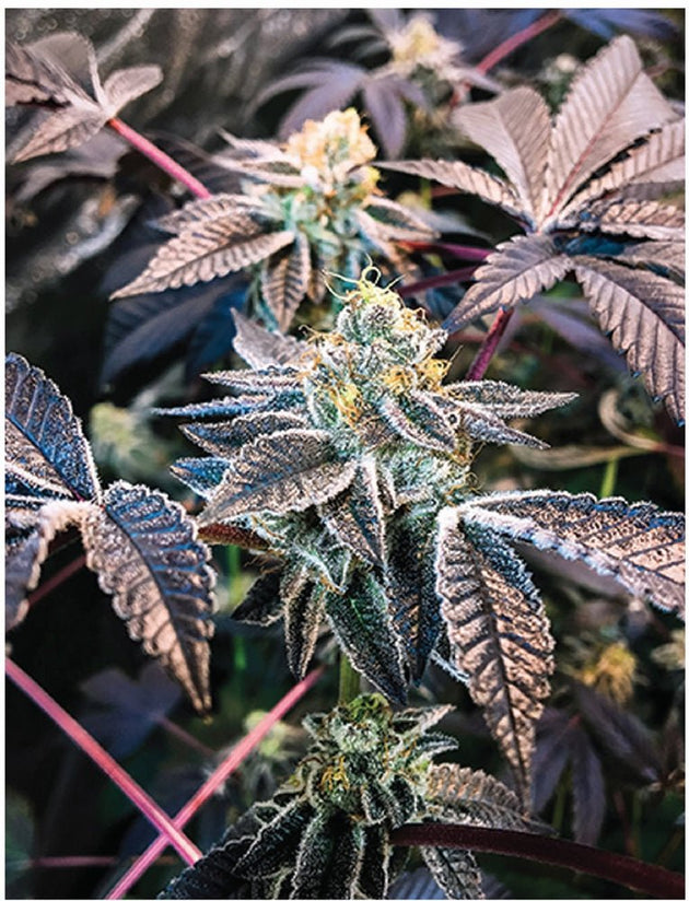 Indica Puzzles “Grape Licorice Cookies” - Glasss Station