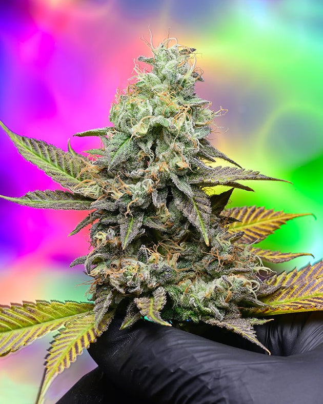 Indica Puzzles “Mac N Cheese" Maple Wood Jigsaw Puzzle - Glasss Station