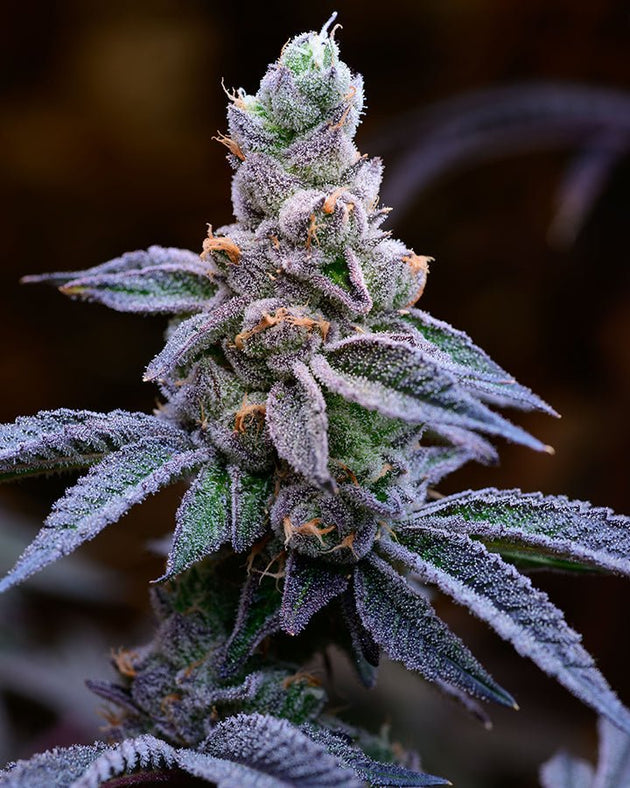 Indica Puzzles “Rainbow Chip" Maple Wood Jigsaw Puzzle - Glasss Station