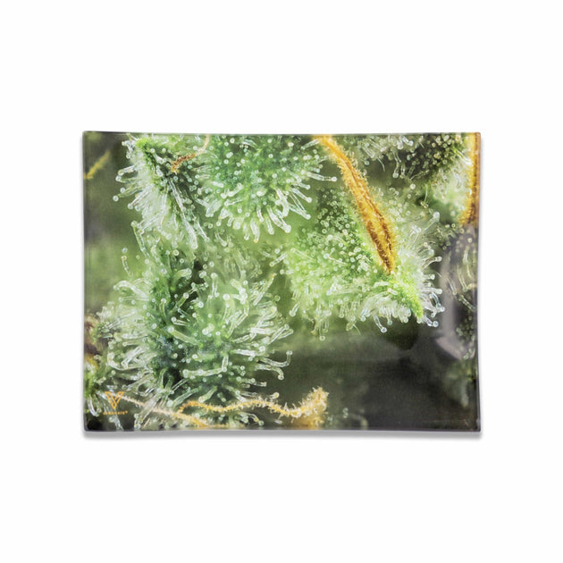 V Syndicate Tricomb Jungle Glass Rollin' Tray - Glasss Station